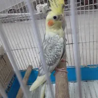 فروش جوجه عروس هلندی