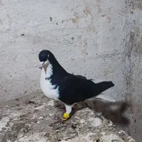 شیرازی سیاه