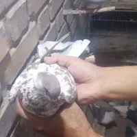 کبوتر|پرنده|فریمان, |دیوار