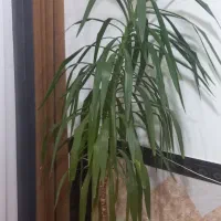 فروش