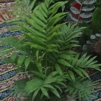 شامادورا