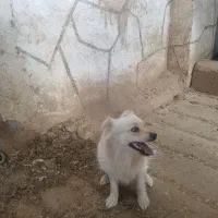 توله ۸ماهه پامر اشپیتز