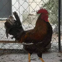 خروس محلی