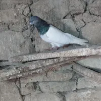 طوقی کاغتی کله ای تک سبز|پرنده|لالجین, |دیوار