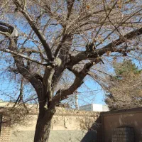 برش انواع چوب