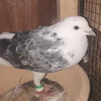 کفتر|پرنده|قم, صدوق|دیوار