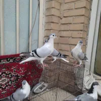 جفت کبوتر شیرازی با جوجه هاشون|پرنده|سوسنگرد, |دیوار