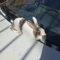 خرگوش باقفس