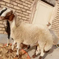سه عدد نر بره فروشی
