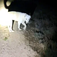 گمشده|حیوانات|شیروان (خراسان), |دیوار