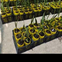 نخل مجول زعفرانی اصل|خدمات باغبانی و درختکاری|بشاگرد, |دیوار