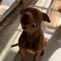 سگ پیتبول|سگ|کرج, کیانمهر|دیوار