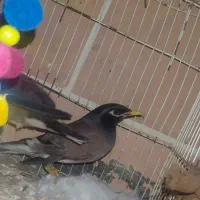 مینا دو ماهه|پرنده|سراوان, |دیوار