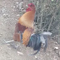 خروس کردی چهل پوک