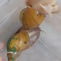 حلزون آچیتینا  ۲عدد|خزنده|تهران, جیحون|دیوار