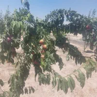 فروش درختان ۴ ساله  سیب هلو شلیل زردآلو گوجه سبز|گل و گیاه طبیعی|نسیم‌شهر, |دیوار