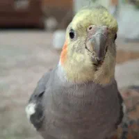 عروس هلندی گمشده