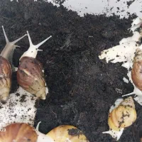 حلزون آچاتینا