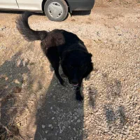 سگ قدر جونی مخصوص گله .باغ ۹ ماه واکسن شده