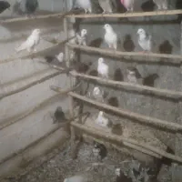 کبوتر همه خال|پرنده|نهاوند, |دیوار