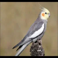 طوطی گمشده|حیوانات|بهبهان, |دیوار