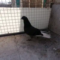 جوجه کفتر غریب پیدا شده|پرنده|بهارستان, |دیوار