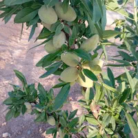 باغ پسته 1000 متری فوری|فروش زمین و ملک کلنگی|شاهین‌شهر, فرودگاه هسا|دیوار