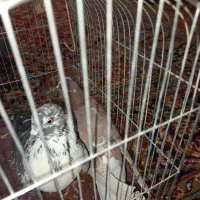 کفتر|پرنده|سراوان, |دیوار