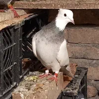 کبوتر طوقی ماده|پرنده|تاتار علیا, |دیوار