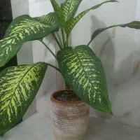 گل دیفن بزرگ