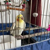 عروس هلندی نر جوان
