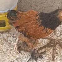 جوجه خروس برهما یا امپراطور