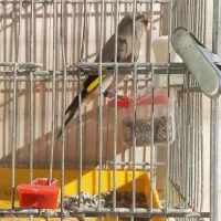 سهره دو رگ کرمونی|پرنده|تهران, امیریه|دیوار