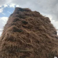 علف|خوردنی و آشامیدنی|کوثر, |دیوار