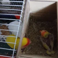 کوتوله جفت و تک بالغ