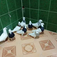 چند جفت طوقی|پرنده|لامرد, |دیوار