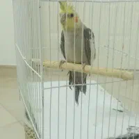 ۳ تا عروس هلندی معاوضه با جفت روی جوجه|پرنده|مشهد, کوشش|دیوار