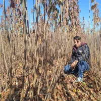 نهال فروشی تک نهال|گل و گیاه طبیعی|زنجان, |دیوار