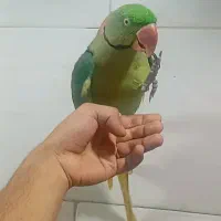 شاه طوطی نر  فول رام صحبت کن