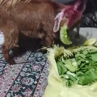 بزغاله ماده|حیوانات مزرعه|مشهد, کارمندان دوم|دیوار