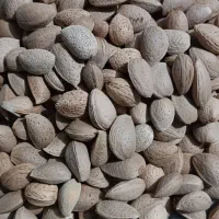 بادام سنگی استهبان