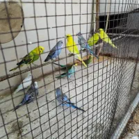 فروش مرغ عشق