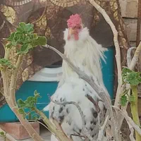 مرغ محلی و غاز|حیوانات مزرعه|مرودشت, شهرک بسیجیان|دیوار