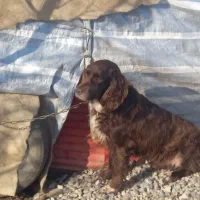 سگ گم شده یا دزدیده شده|حیوانات|اطاقور, |دیوار