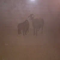 سه راس میش یک عدد دوقل دوعد یک قل|حیوانات مزرعه|نوده انقلاب, |دیوار