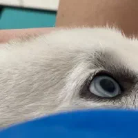 هاسکی وایت فیس