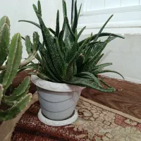 گل های کاکتوس و گل های زیبا|گل و گیاه طبیعی|ارومیه, |دیوار