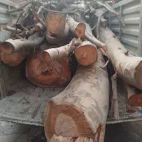 چوب باغی ودرخت