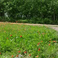 ۲۵۰ متر زمین باغی داخل طرح هادی، بر آسفالت|فروش زمین و ملک کلنگی|صومعه‌سرا, |دیوار