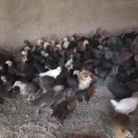 جوجه/مرغ/خروس/محلی